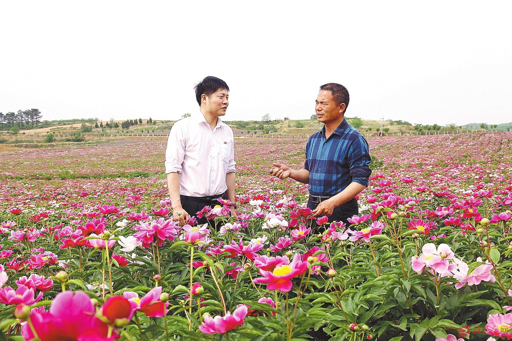 确山县竹沟镇王岗村丰多益民农业科技有限公司种植的300亩芍药竞相