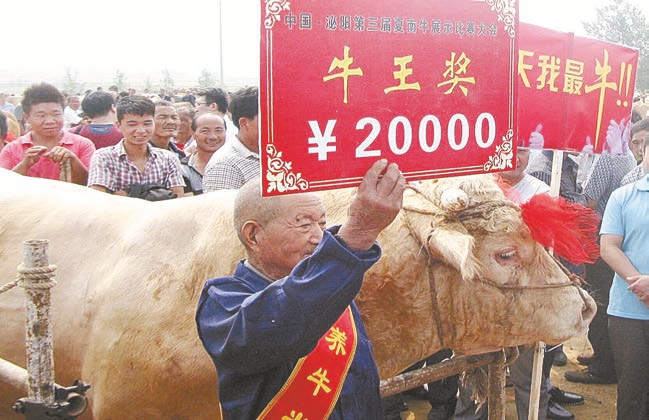泌阳县举办夏南牛比赛.