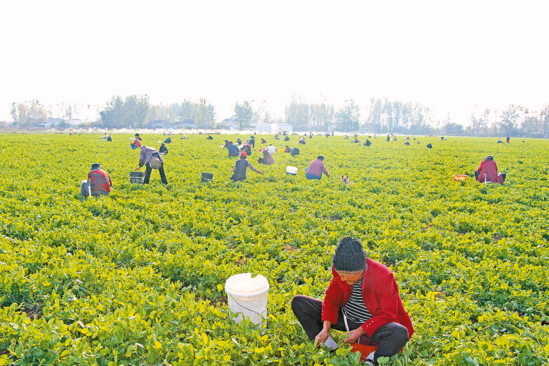 小小豌豆尖 致富好“钱”景  