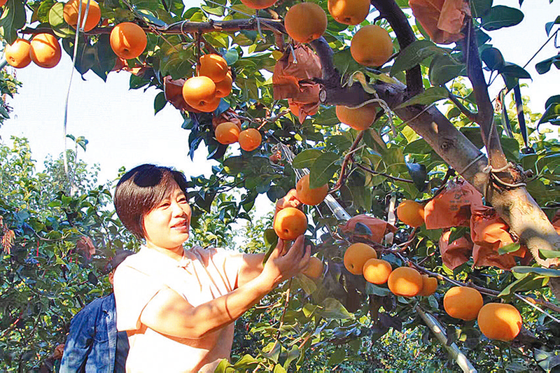 梨園豐收助農(nóng)富