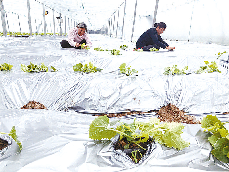 大棚春意濃 吊瓜種植忙