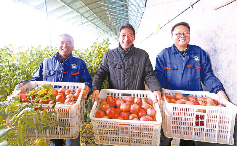 链动天中 富民兴业 ——驻马店市县域乡村富民产业、设施种植业发展综述