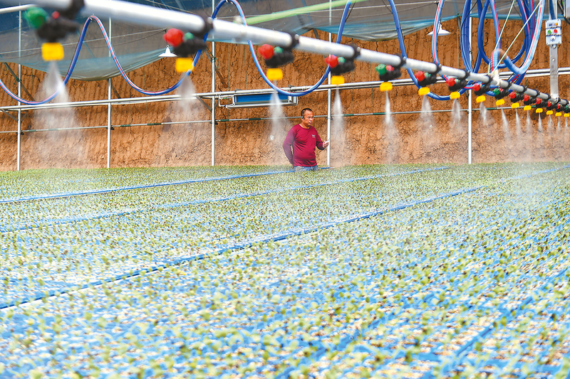 春日育苗正當(dāng)時(shí)