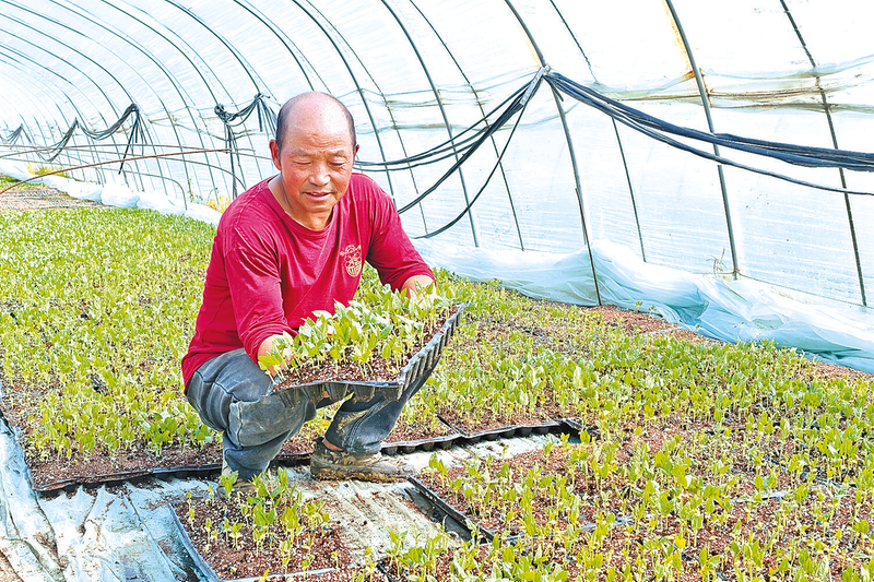 春日农事忙 育苗正当时