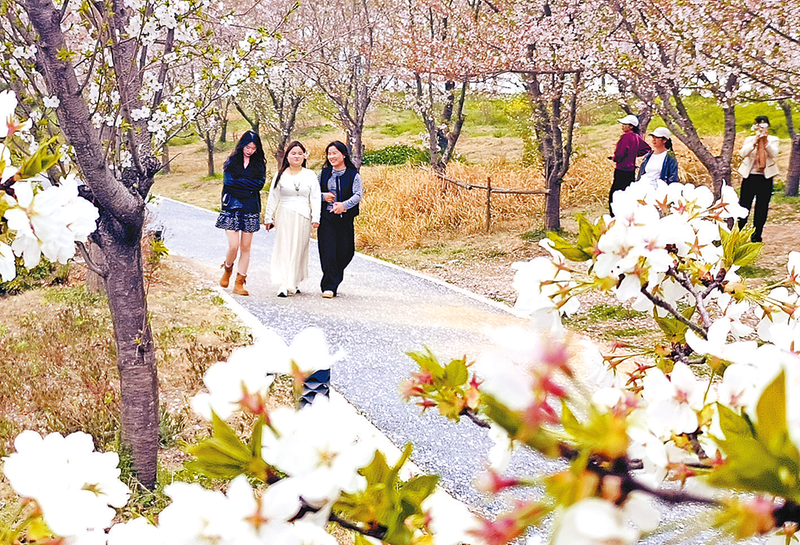 春日美景 醉游人