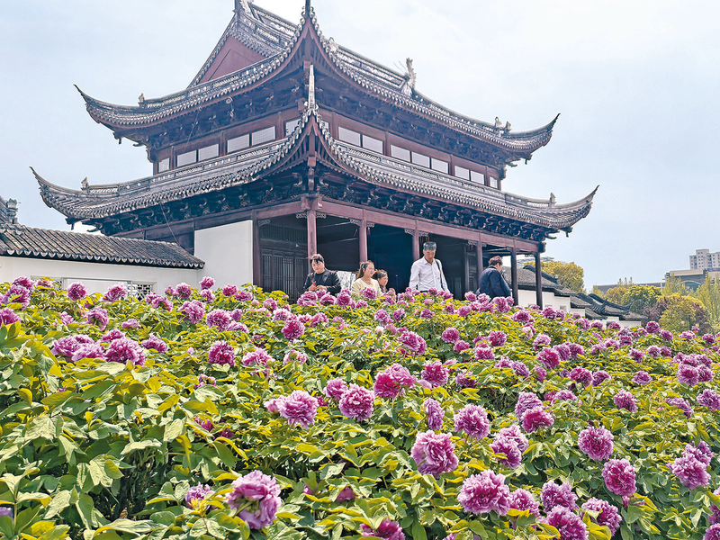 牡丹花开迎客来