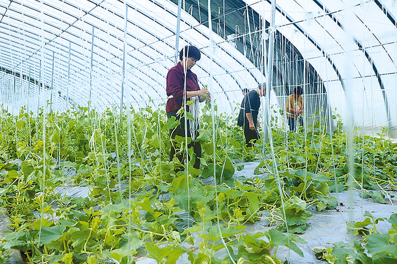 订单吊瓜管护忙  