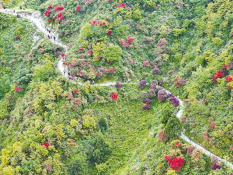 花開(kāi)錦繡 滿目春光  